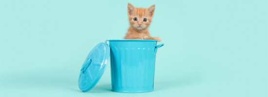 A cute cat in a tiny blue dustbin